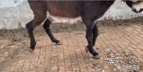 大驴的最新视频爆料,揭秘幕后真相，带你走进事件核心