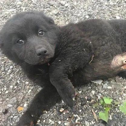 死猪新闻爆料最新消息视频,视频揭露惊人真相