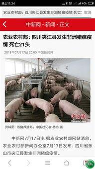印尼猪瘟最新爆料新闻,最新爆料揭示严峻形势